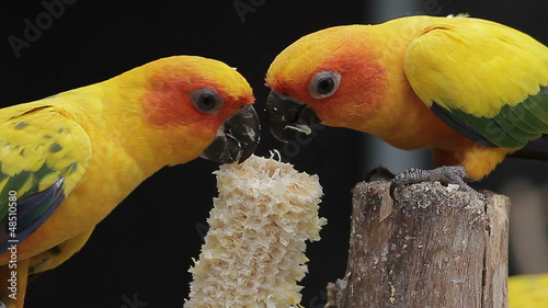 Sun conure parrot eat a corn food
