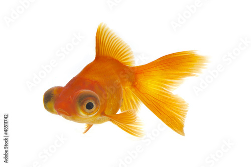 Gold Fish © fivespots