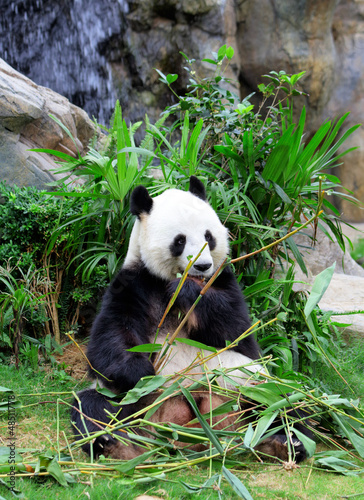 Fototapeta Naklejka Na Ścianę i Meble -  Giant panda eating bamboo