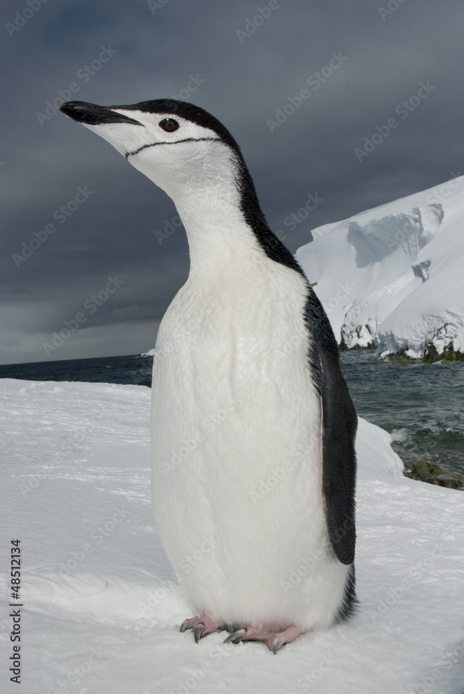 Antarctic penguin on the background of the ocean and ice.