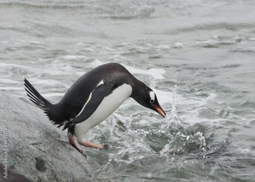 Fototapeta premium Gentoo penguin before jumping into the water.
