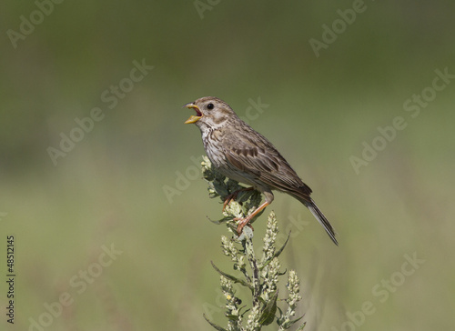 Corn Bunting male singing while sitting on a bush.