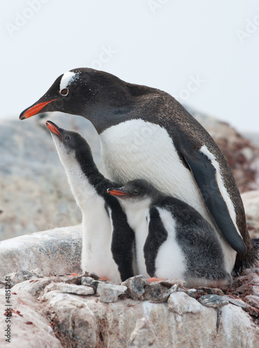 Female Gentoo penguins and two chicks.
