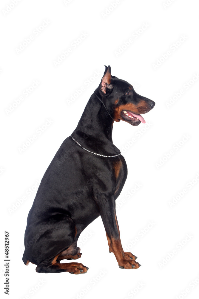 Sitting doberman dog