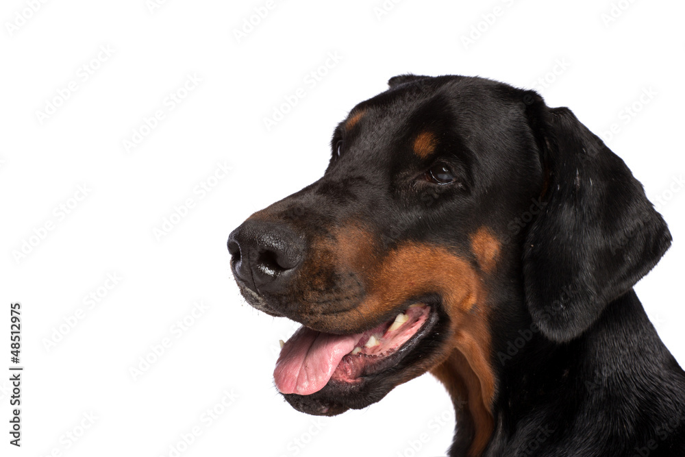 Doberman dog portrait