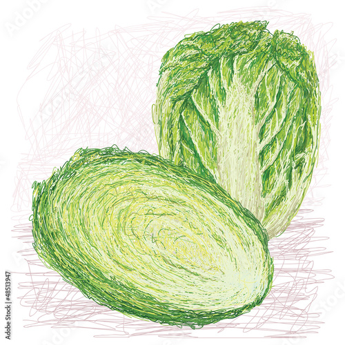 napa cabbage with cross section.