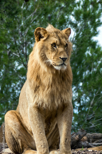 Beautiful lion in safari park