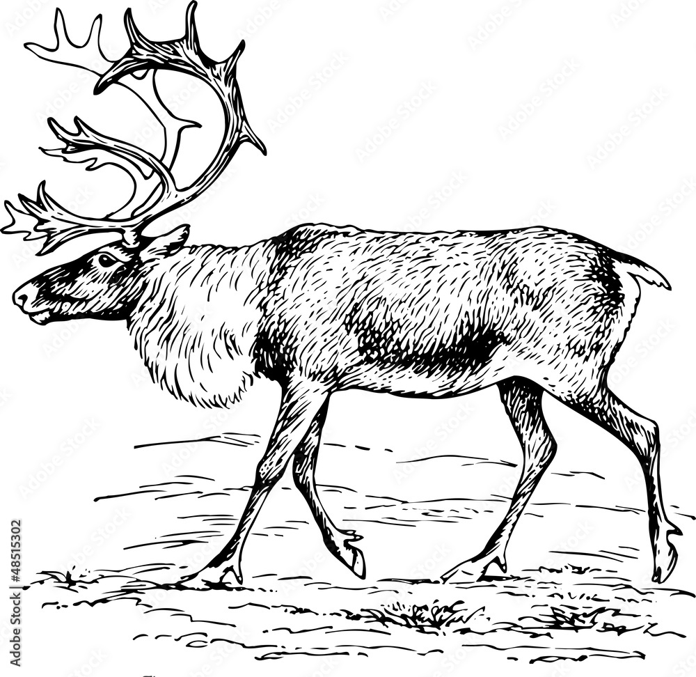 Deer rangifer tarandus Deer rangifer tarandus