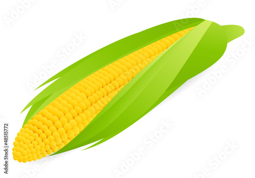 Vector corn isolated on white background.  indian corn / maize