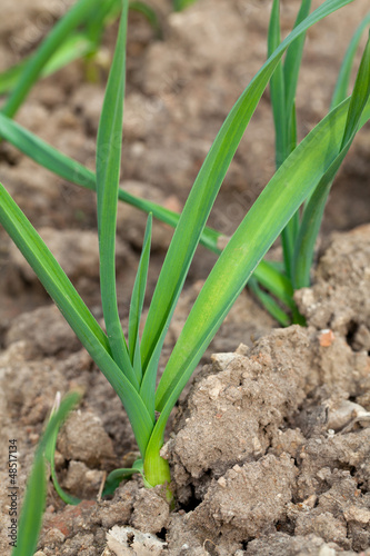 growing garlic