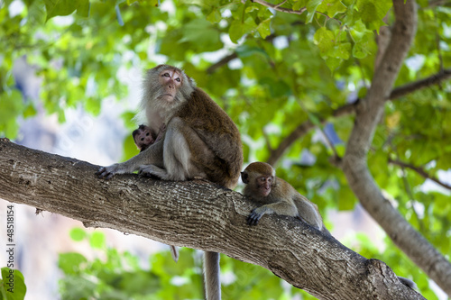 Rhesusaffe (Macaca mulatta) mit Jungtier