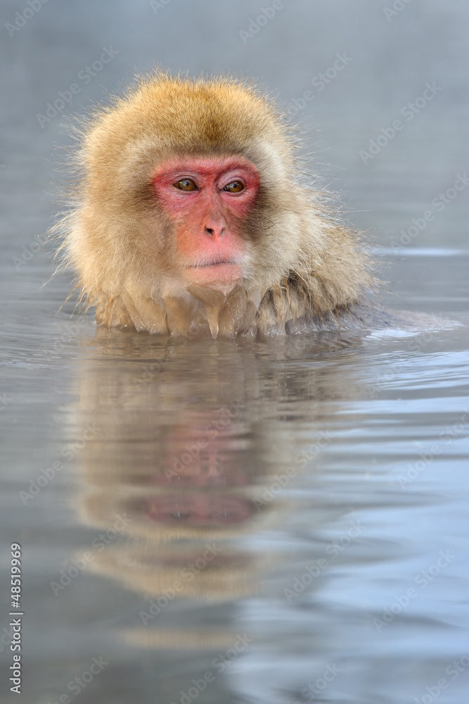 Naklejka premium Japanese Macaque in hot spring.