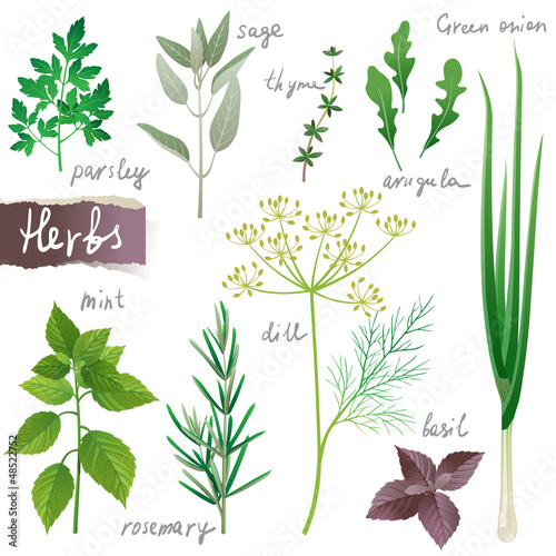 herbs set