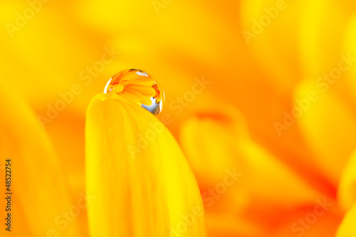 water drop on flower