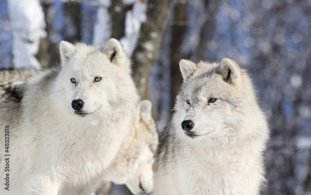 Fototapeta premium deux loups en hiver