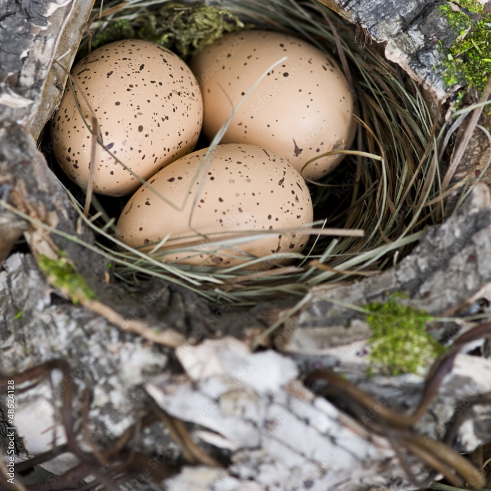 Obraz premium Vogelnest
