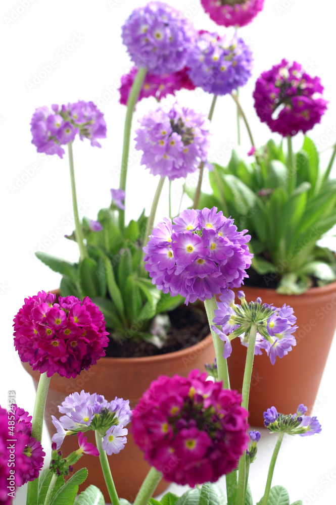 Fototapeta premium Primrose, Primula