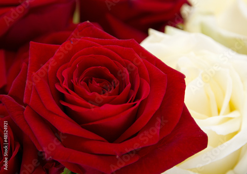 Close-up of roses