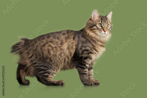 Fotografija Kurilian Bobtail