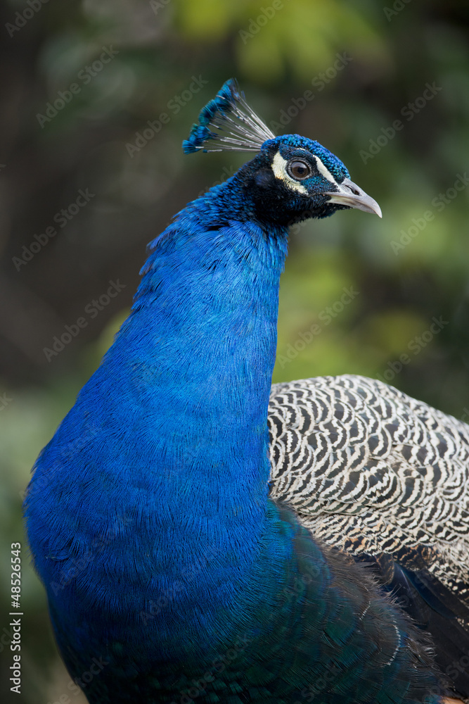 Naklejka premium Portrait of a male Peacock