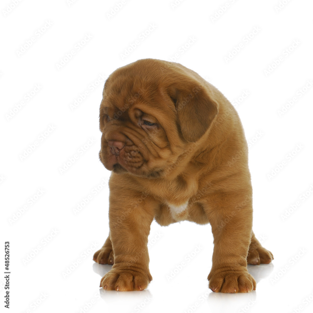 dogue de bordeaux puppy