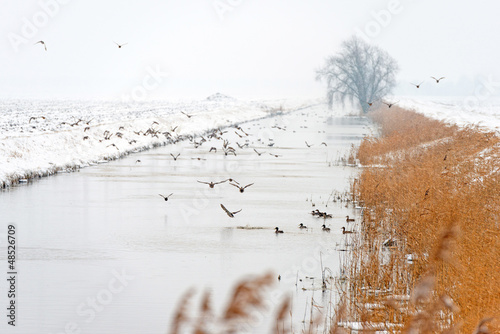 Ducks flying over a snowy countryside