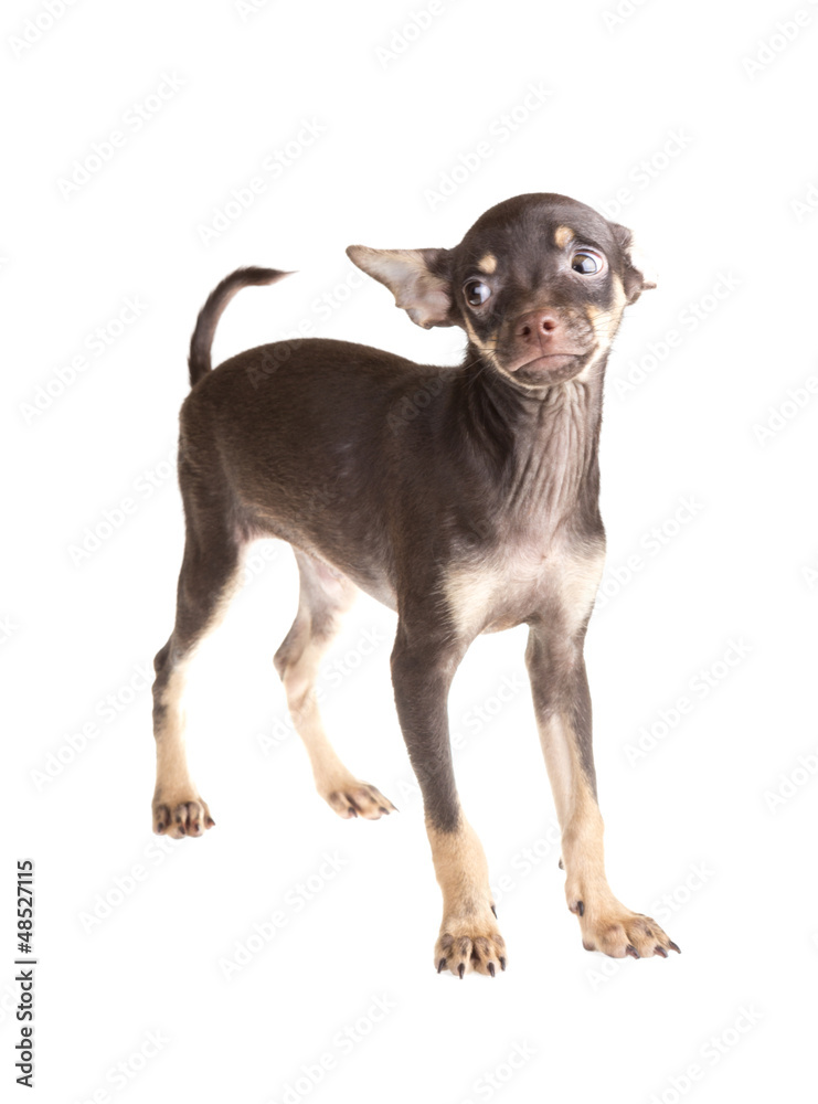 Russian toy terrier, isolated on a white background Russian toy terrier, isolated on a white background