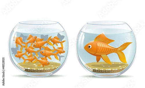 Aquarium comparison
