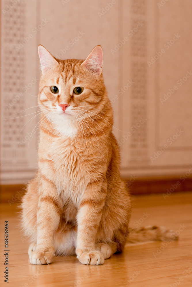 Ginger tabby cat Ginger tabby cat
