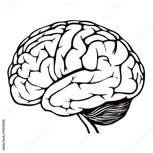 human brain
