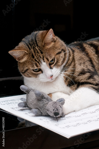 Gatto e topo - Cat and mouse