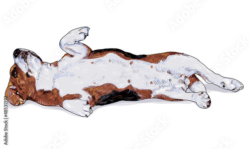 Beagle is laying down with turning face up.