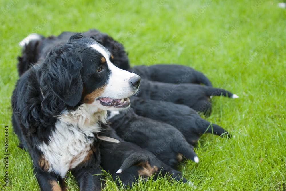 Female bernese mountain dog is feeding her puppies.