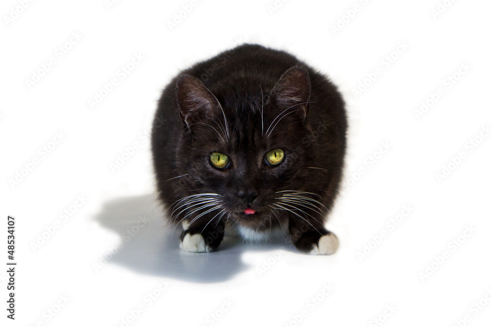 Katze streckt Zunge raus Stock-Foto | Adobe Stock