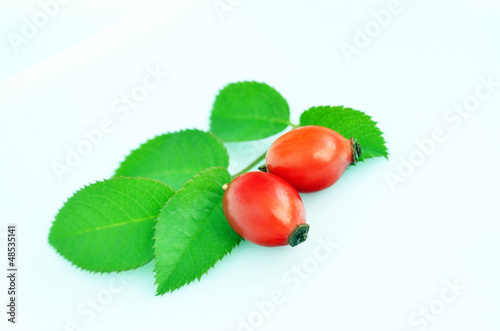rose hips isolated