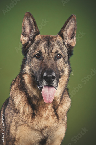 Deutscher Sch  ferhund Portrait