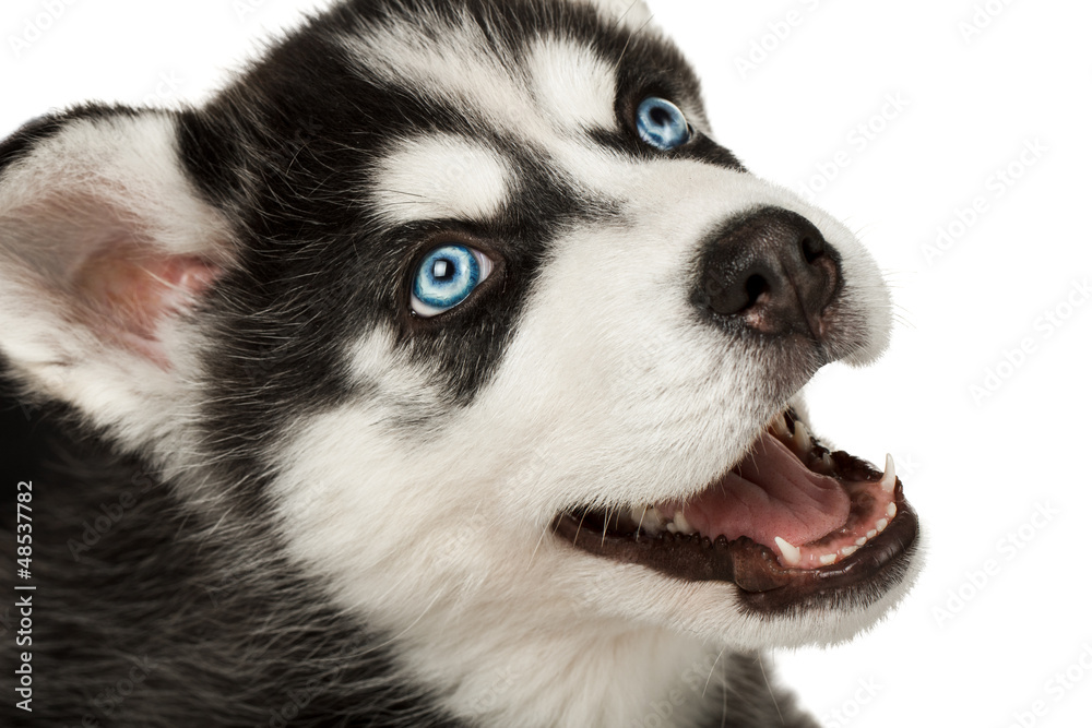 Close-up of husky puppy muzzle or face with mouth open. 