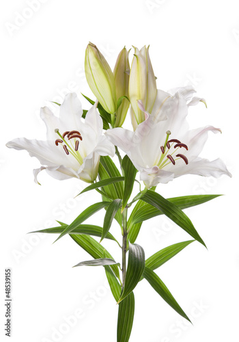 Fototapeta Naklejka Na Ścianę i Meble -  White lily flowers