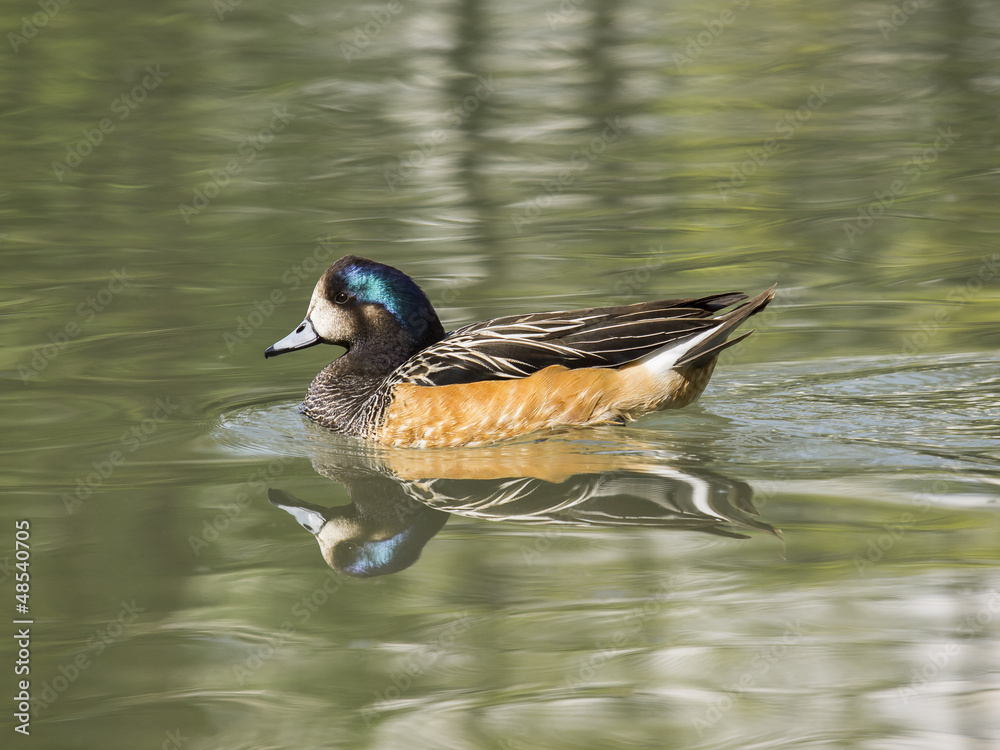 Obraz premium A duck