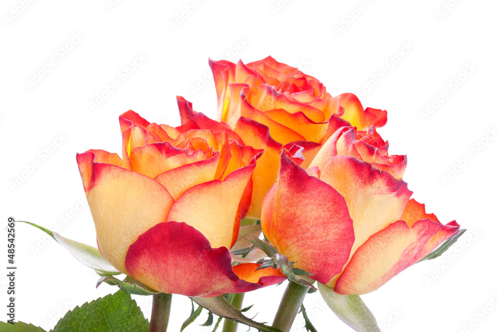 Blüten von Orangen Rosen Blüten von Orangen Rosen