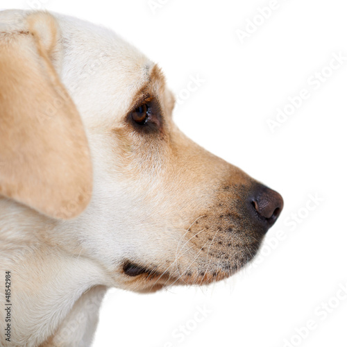 Profile portrait of a golden labrador © Dash