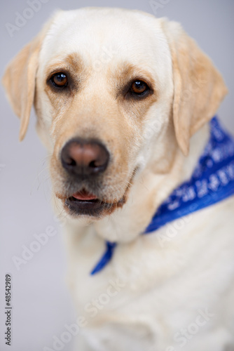 Closeup portrait of a golden labrador © Dash