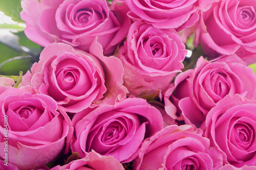 Blütenblätter rosa Rosen