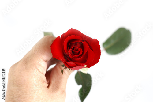 A hand holding red rose