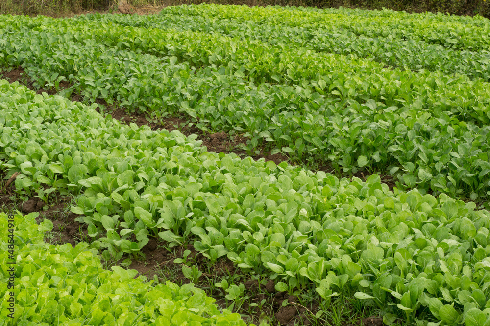 Vegetable garden Vegetable garden