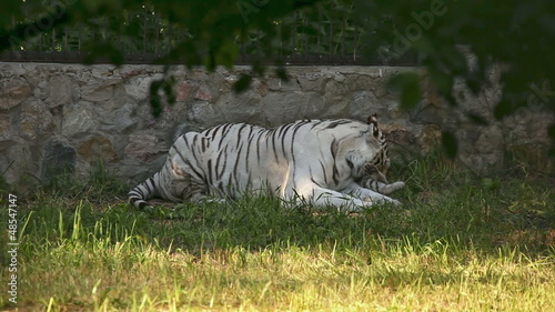 White tigress washing up a little cub at the zoo.