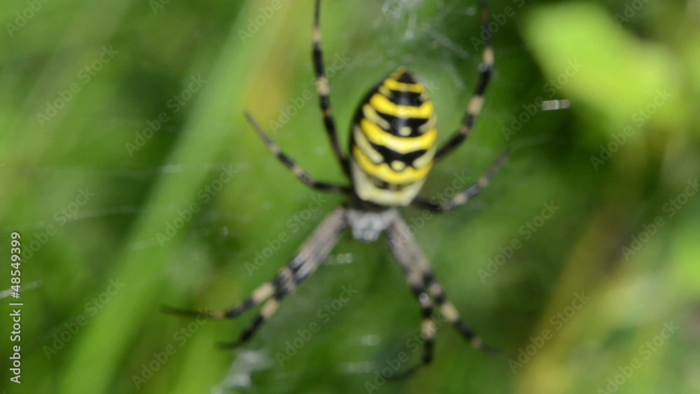 focus change wasp spider argiope bruennichi spiderweb focus change wasp spider argiope bruennichi spiderweb