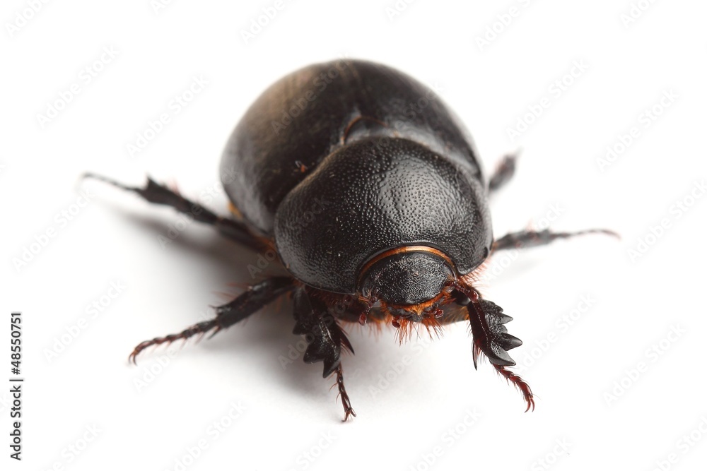 earth-boring dung beetle isolated on white earth-boring dung beetle isolated on white