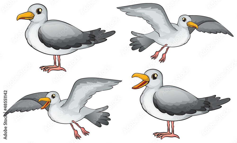 Obraz premium Four birds