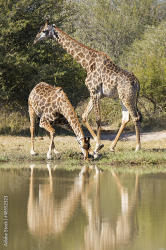 Giraffe drinking water   Giraffa camelopardalis   South Africa